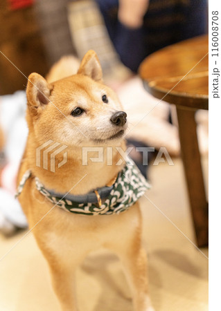 浅草豆しばカフェの豆柴 浅草豆しばカフェの豆柴 116008708