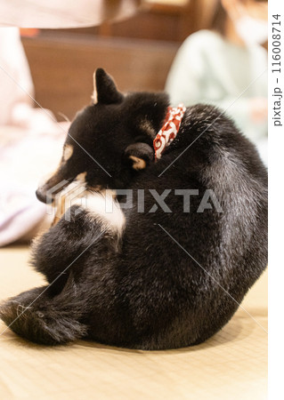 顔を掻く黒い豆柴 116008714