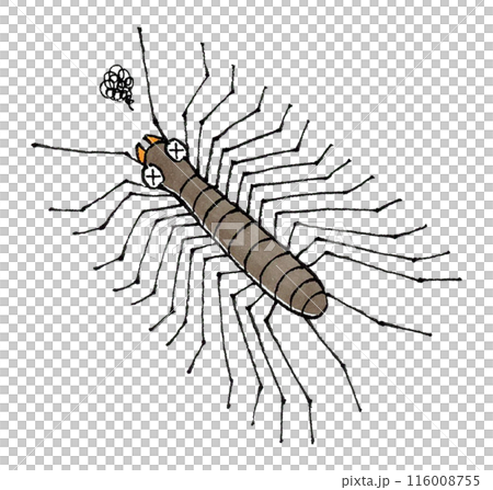 瀕死のゲジゲジ 116008755
