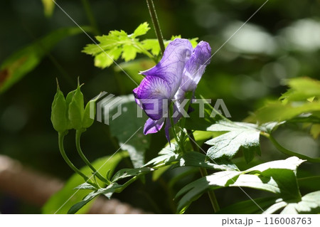 トリカブト 透き通る紫色の花 山野草 トリカブト 透き通る紫色の花 山野草 116008763