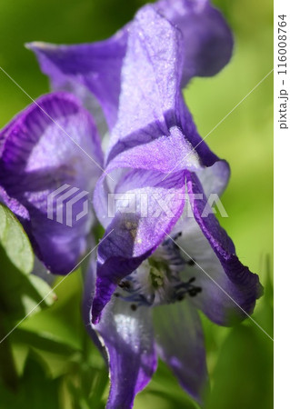 トリカブト　透き通る紫色の花　山野草 116008764