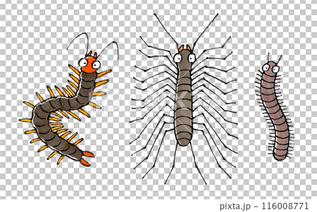 Centipede, House Centipede, Millipede Centipede, House Centipede, Millipede 116008771