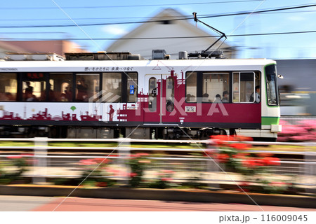 両脇にバラが咲く線路を走る都営さくらトラフ 116009045