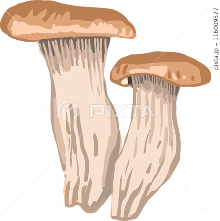 エリンギのイラスト 116009327