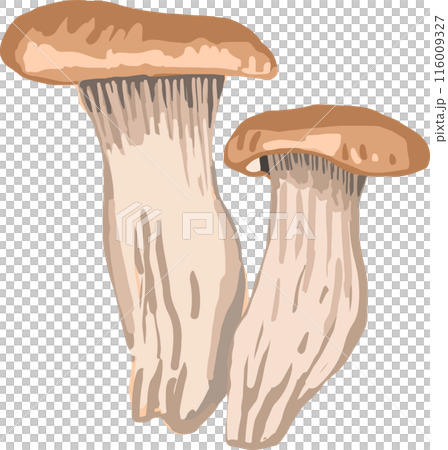 エリンギのイラスト 116009327