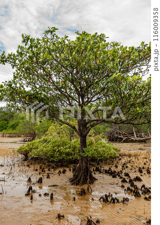Mangrove tree on the sand Mangrove tree on the sand 116009358