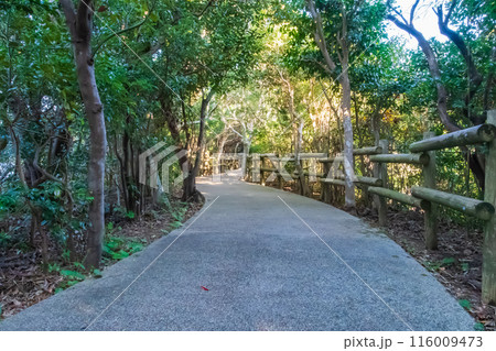 静かな遊歩道 116009473