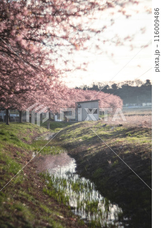 八千代の新川千本桜の河津桜並木 八千代の新川千本桜の河津桜並木 116009486