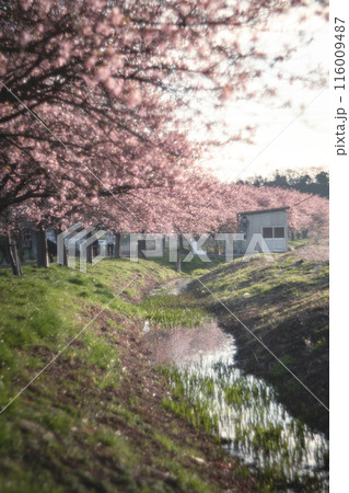 八千代の新川千本桜の河津桜並木 116009487