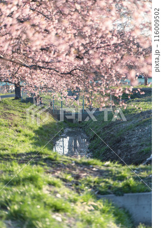 八千代の新川千本桜の河津桜並木 八千代の新川千本桜の河津桜並木 116009502