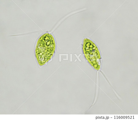 緑藻　クロロゴニウム 116009521