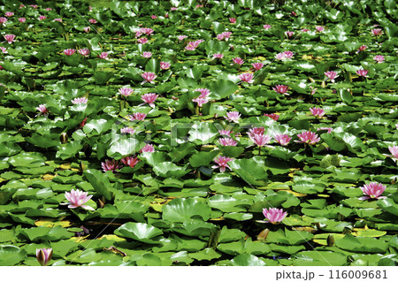 池に群生する睡蓮の花 116009681