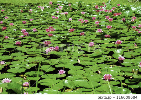 池に咲く睡蓮の花々 116009684