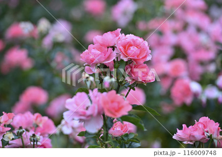 薔薇園にピンク色の薔薇の花が咲いています 116009748