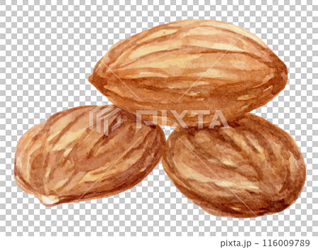 Stacked almonds watercolor illustration Stacked almonds watercolor illustration 116009789