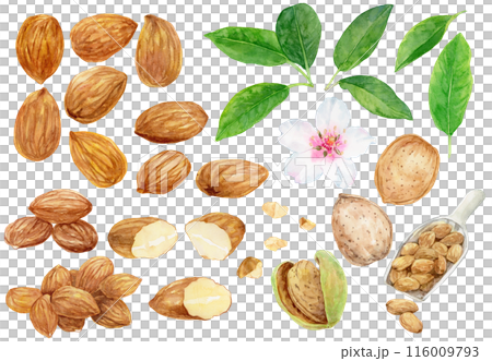 Almond material set watercolor illustration Almond material set watercolor illustration 116009793