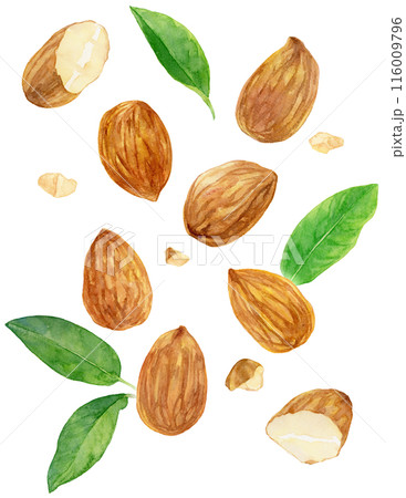 バラバラに配置されたアーモンド 割れた種とかけら 葉 水彩イラスト バラバラに配置されたアーモンド 割れた種とかけら 葉 水彩イラスト 116009796