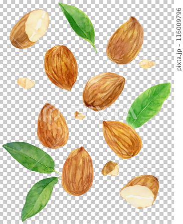 バラバラに配置されたアーモンド 割れた種とかけら 葉 水彩イラスト バラバラに配置されたアーモンド 割れた種とかけら 葉 水彩イラスト 116009796