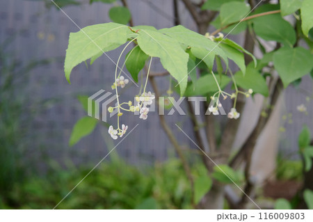 垂れ下がって咲くツリバナの花/ニシキギ科 垂れ下がって咲くツリバナの花/ニシキギ科 116009803