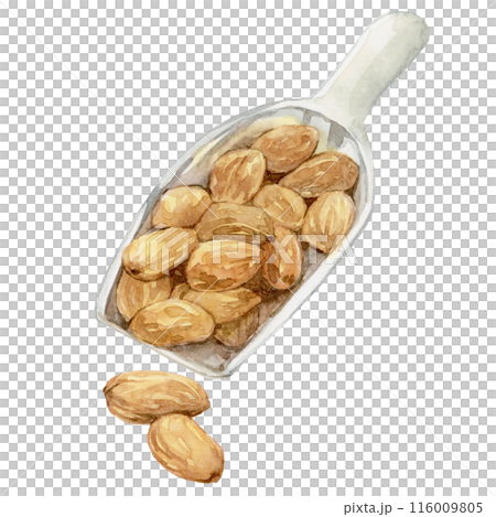A lot of almonds on a scoop watercolor illustration 116009805