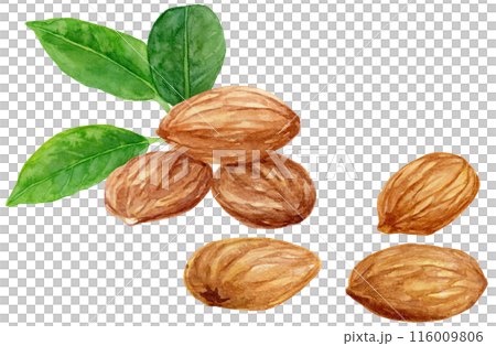 Lots of almonds, seeds and leaves, watercolor illustration 116009806