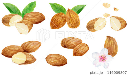アーモンドのカットイラスト　素材集　水彩イラスト 116009807