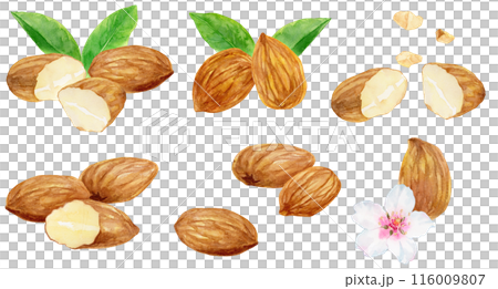 杏仁切插畫素材合集水彩插畫 杏仁切插畫素材合集水彩插畫 116009807
