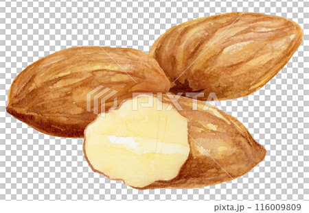 Almond watercolor illustration Almond watercolor illustration 116009809