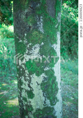 気に生えた苔 気に生えた苔 116009823