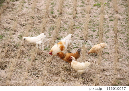 田んぼを歩き回る鶏 116010057