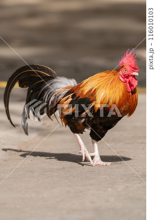 Selective focus of rooster walking. Selective focus of rooster walking. 116010103