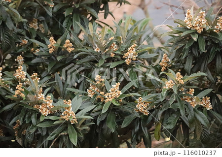 枇杷の花と蕾 116010237