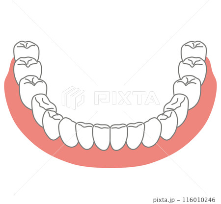 下顎の歯列　歯並び　歯磨き 116010246