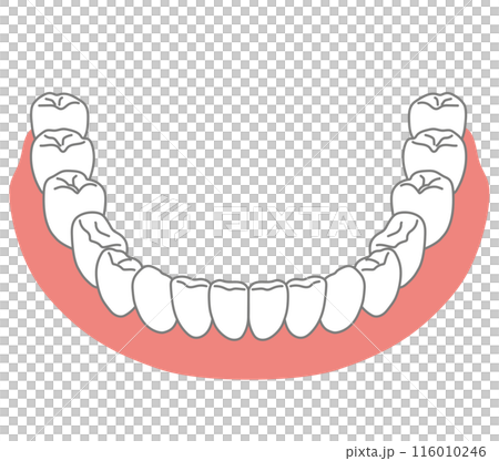 下顎の歯列　歯並び　歯磨き 116010246