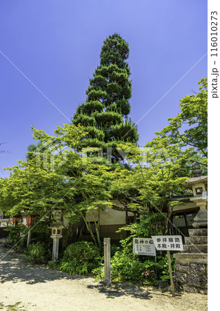 最上本山御瀧 龍泉寺 龍神の松 岡山県岡山市 最上本山御瀧 龍泉寺 龍神の松 岡山県岡山市 116010273