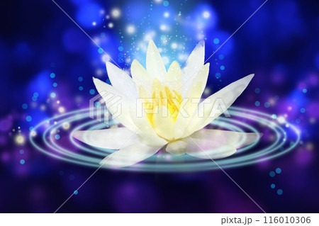 睡蓮の眠り 116010306