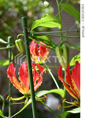 開花したグロリオサ 南国の赤い花 開花したグロリオサ 南国の赤い花 116010363