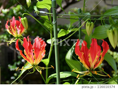 開花したグロリオサ　南国の赤い花 116010374