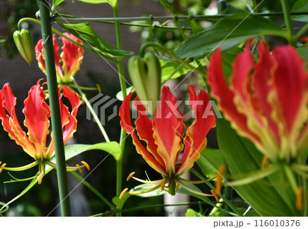 開花したグロリオサ 南国の赤い花 開花したグロリオサ 南国の赤い花 116010376
