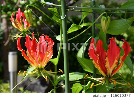 開花したグロリオサ　南国の赤い花 116010377