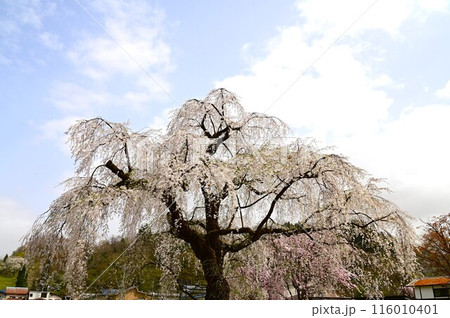 角館武家屋敷通りの桜まつり 角館武家屋敷通りの桜まつり 116010401