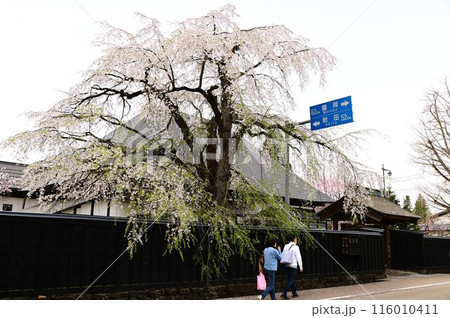 角館武家屋敷通りの桜まつり 116010411