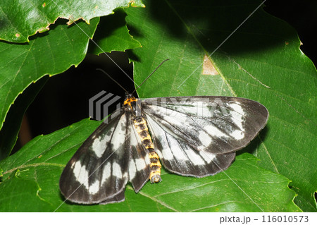 ヒロオビトンボエダシャク ヒロオビトンボエダシャク 116010573