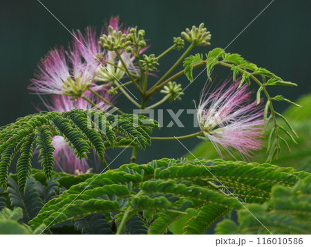家に庭に咲いたネムノキの花 家に庭に咲いたネムノキの花 116010586
