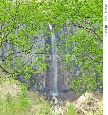 新緑の木々の間から眺める不動滝 116010658