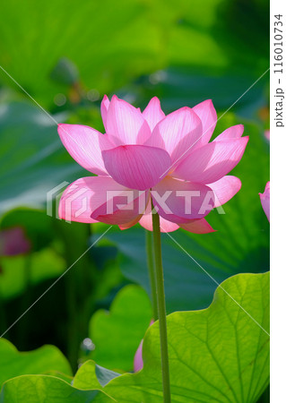 蓮の花 116010734