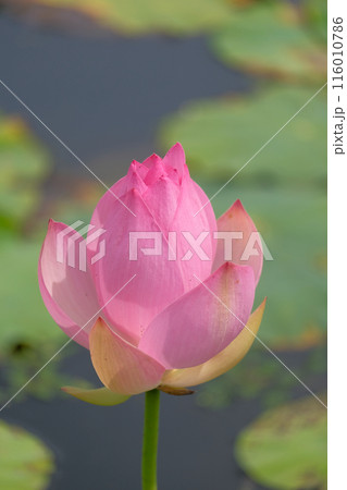 蓮の花 蓮の花 116010786