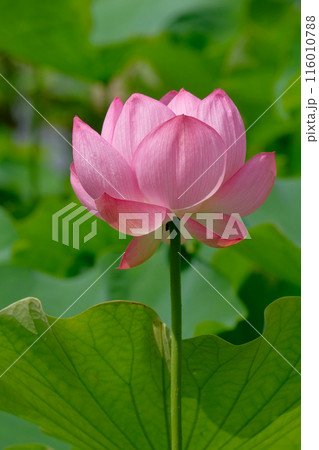 蓮の花 116010788