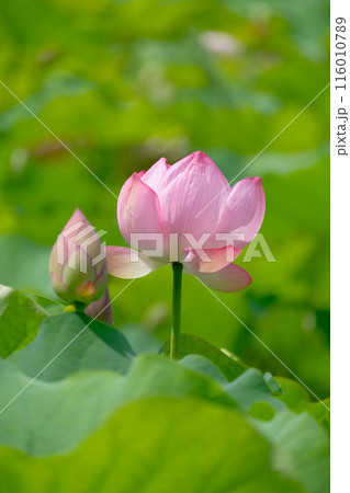 蓮の花 蓮の花 116010789