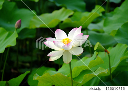 蓮の花 蓮の花 116010816